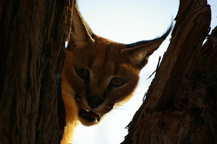 280 Namibia Okt 2006 Wuestenluchs.JPG